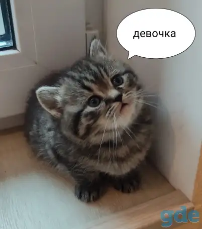 Скотиш страйт, фотография 7