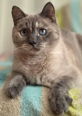 Союшка. Кошка Соя. Привита, кастрирована, фотография 1