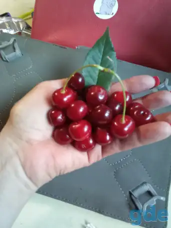 Продам вишню, фотография 2