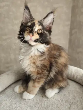 Котятa Мейн Куны из серцифицированного питомника, фотография 1