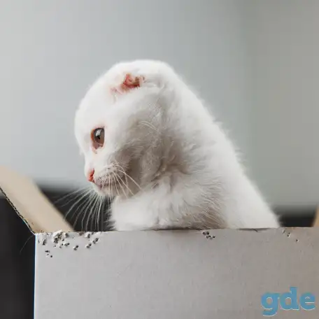 Шотландские котята, фотография 2