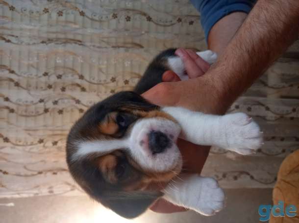 Щенки бигля, фотография 4