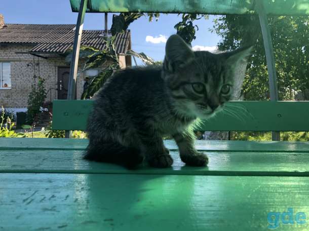 Отдам в хорошие руки, фотография 5