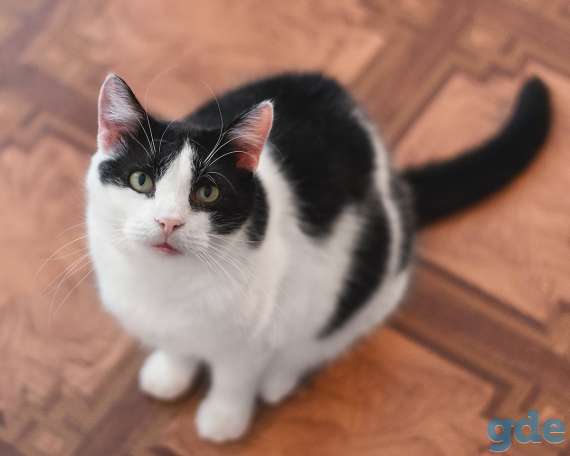 Тосик ласковый котик в дар, фотография 1
