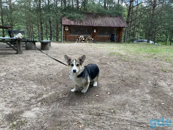 Продам собаку, фотография 1