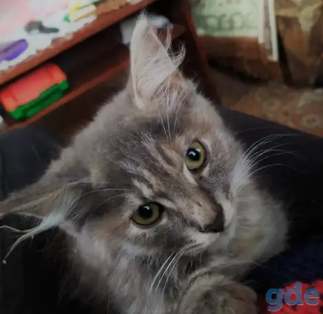 Котят в дар, фотография 10