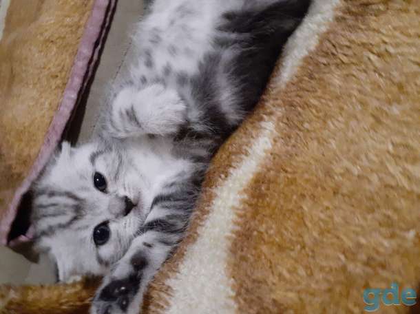 Шотландские котята, фотография 2