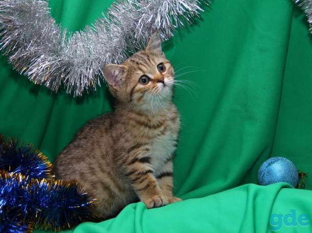 Котята золотые британцы, фотография 3