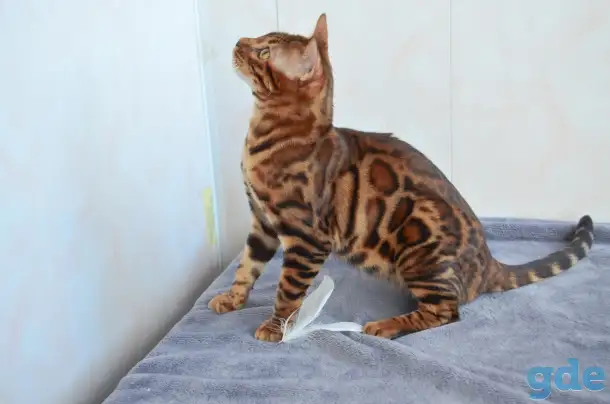 Бенгальский котенок подрощенный мальчик, фотография 8