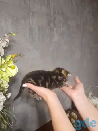 котята шотландские (страйт,фолд), фотография 3