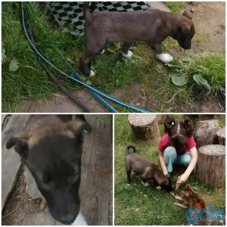 Собака в добрые руки., фотография 1