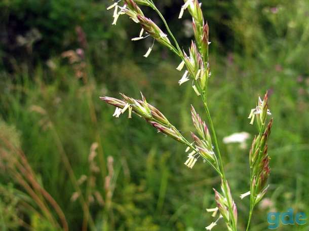 Овсяница луговая (Festuca pratensis), фотография 2