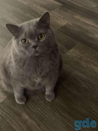 Кот, фотография 1
