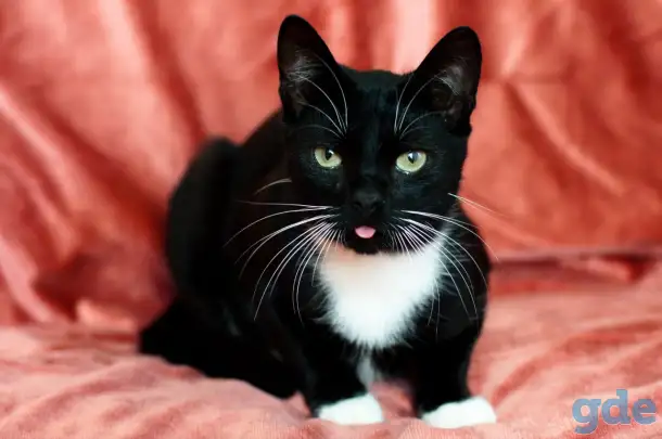 Котик в дар, фотография 1