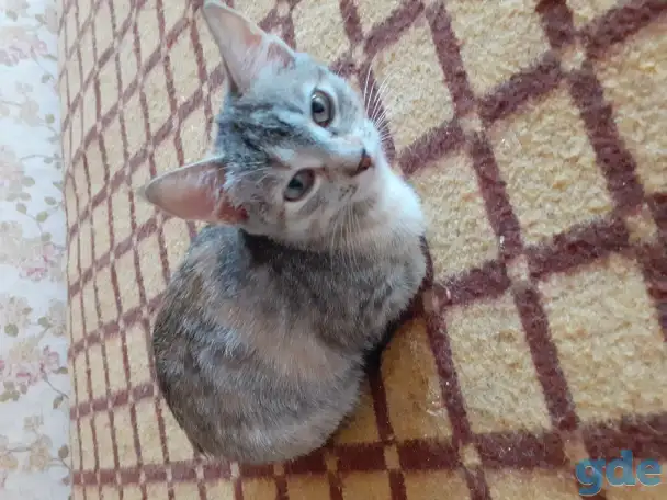 Котята, фотография 1