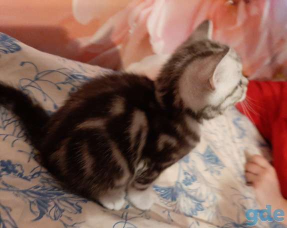 Шотландские котята, фотография 5