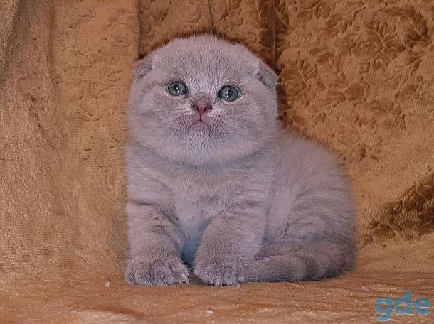Шотландские Вислоухие и Прямоухие котята, фотография 7