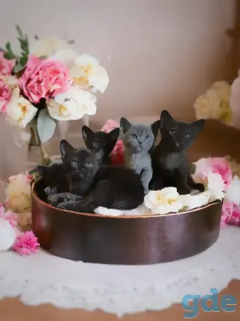 Котята европейской бурмы, фотография 2