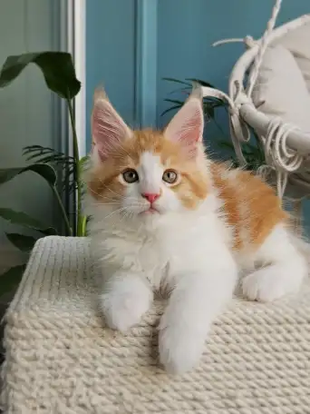 Котенок мейн кун из питомника, фотография 5