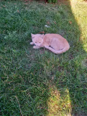 Котенок в добрые руки, фотография 4