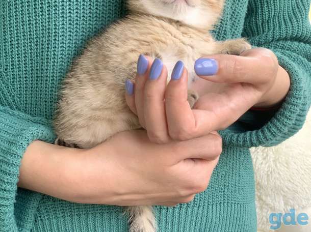 Шикарный шотландский котёнок, фотография 9