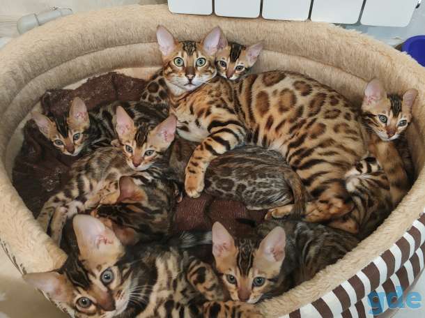 Бенгальский котенок, фотография 1