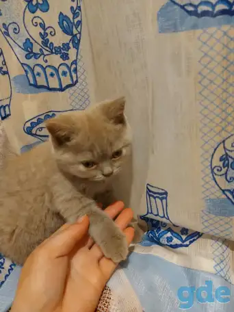 Кошечка шотландка, фотография 1