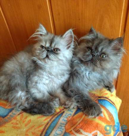 Персидские котята экстремалы чистокровные., фотография 10