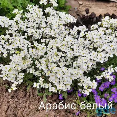 Цветы многолетники от 2р, фотография 2