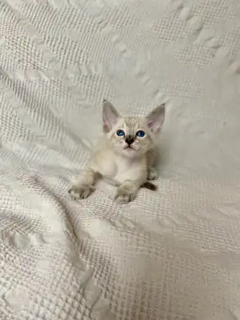 Котята породы петерболд, фотография 3
