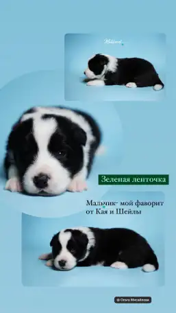 бордер-колли щенки из питомника, фотография 5