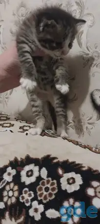 котята в хорошие руки, фотография 1