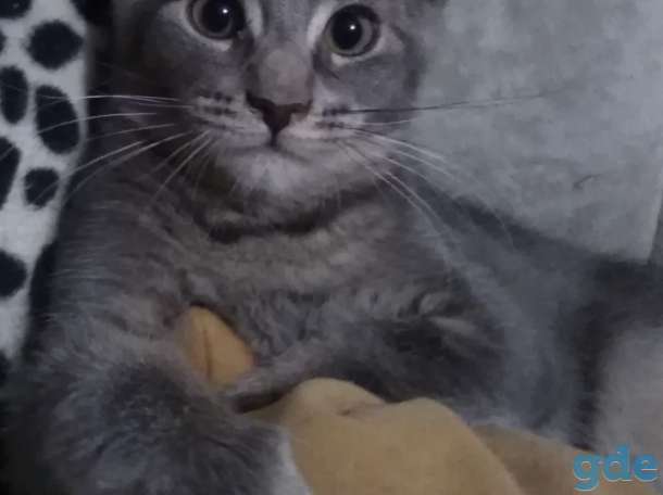Крупные котята, фотография 2