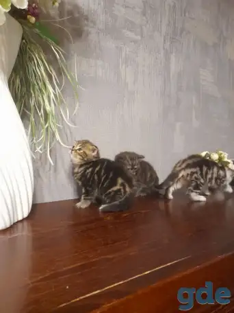 котята шотландские (страйт,фолд), фотография 5