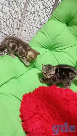 Котята британцы, фотография 7