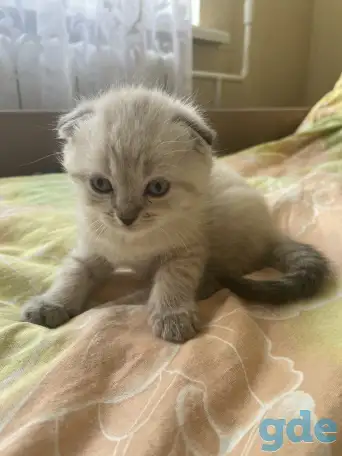 Шотландские вислоухие котята, фотография 2