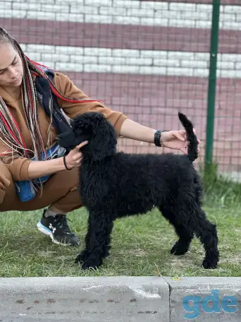 Королевский пудель (стандартный), фотография 6