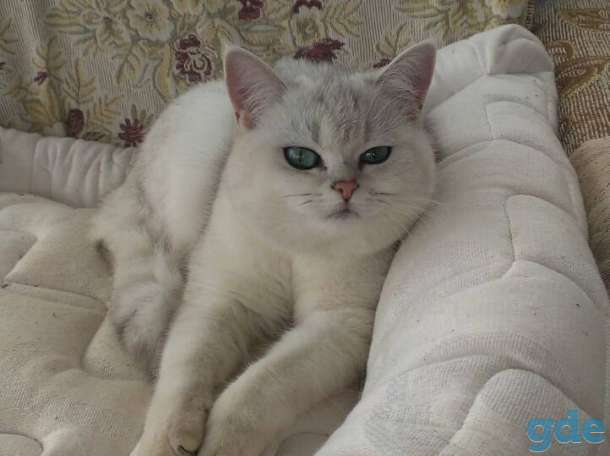 Кошка британской породы, 1 год, фотография 2