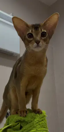 Абиссинский котёнок, девочка, фотография 3