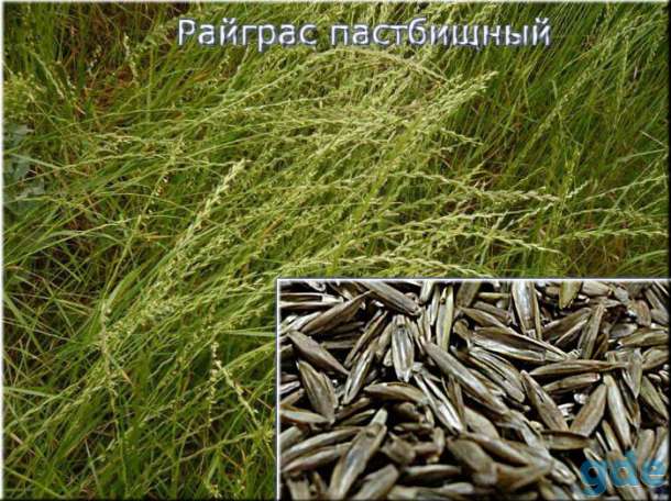 Райграс пастбищный (Lolium perenne), фотография 1
