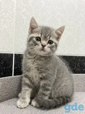 Шотландские котята, фотография 5