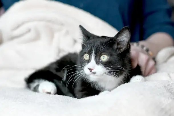 Котятки в дар, фотография 3