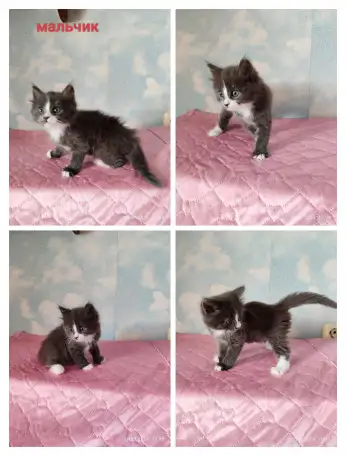 Котятки в дар, фотография 4