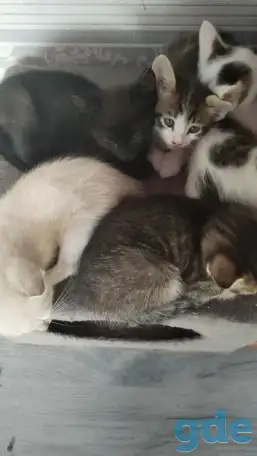Отдам котят, фотография 3