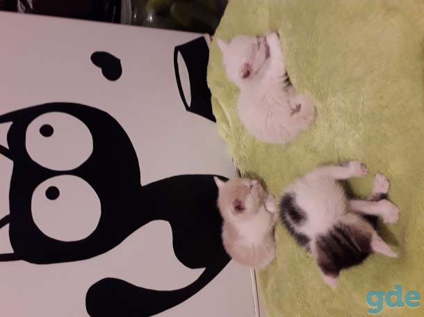 Котята в дар, фотография 1