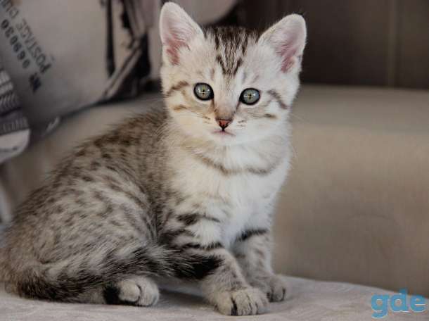 Британские короткошерстные котята, фотография 7