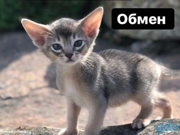 котята абиссины CFA, фотография 3
