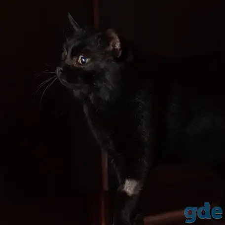 Шикарный котик в добрые руки, фотография 2