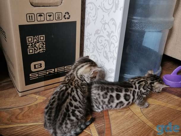Бенгальские котята, фотография 7