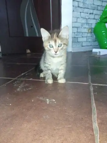 Котята в хорошие руки, фотография 1